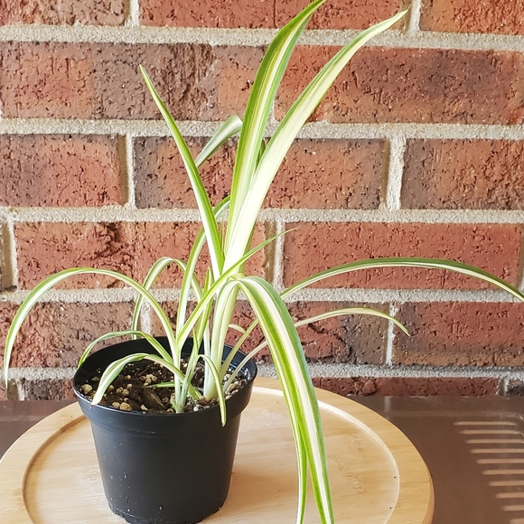 Spider Plant |  Chlorophytum comosum 3" pot - Picture 3 of 8